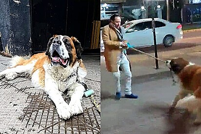 Cadela da raça São Bernardo vira má influência ao arrastar dono para o bar: Ela me faz beber