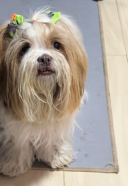 A cachorrinha Babi.