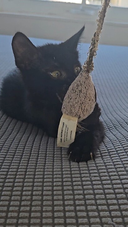 Quando foi encontrado, o gatinho não estava ferido, apenas assustado.