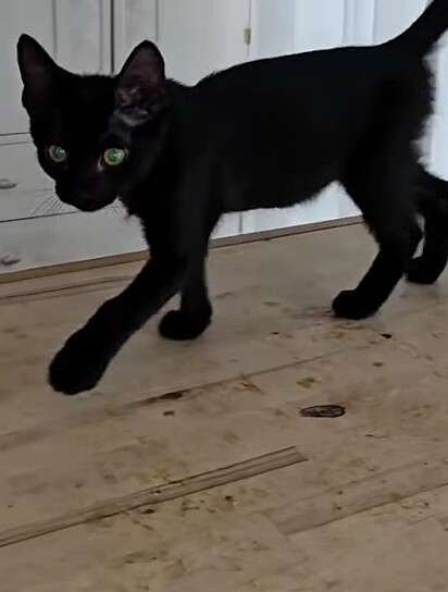 O casal que resgatou o gatinho decidiu adotá-lo.