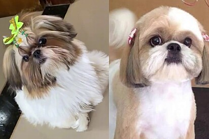 Tutora resolve fazer tosa bebê em sua cachorrinha shih-tzu - mas quando vê resultado, eis a decepção