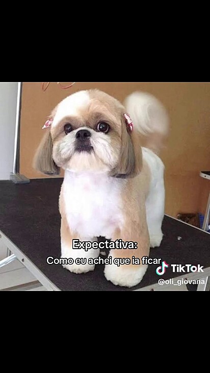 Giovana levou referências ao petshop mas o resultado foi diferente do esperado.