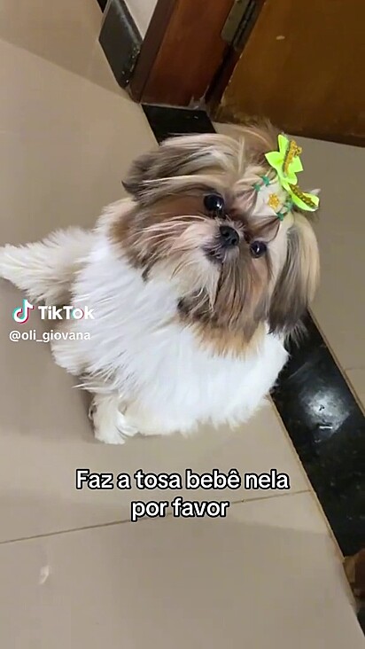 Cacau estava pronta para a sua primeira tosa.