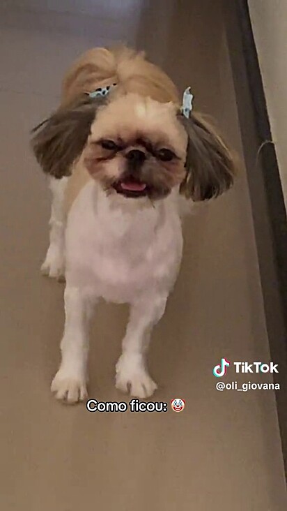 A cachorrinha voltou completamente dferente para casa.