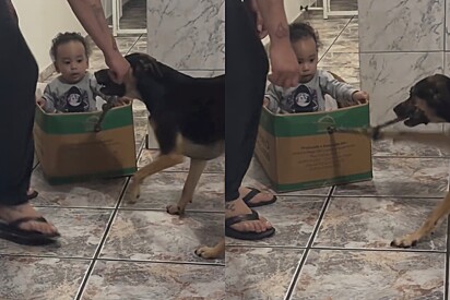 Com emoção é melhor: Cão vira-lata mostra para mãe a melhor forma de brincar com Bebê e situação viraliza