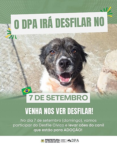 Os cães resgatados pelo Departamento de Proteção Animal (DPA) participara do desfile do dia sete de setembro.