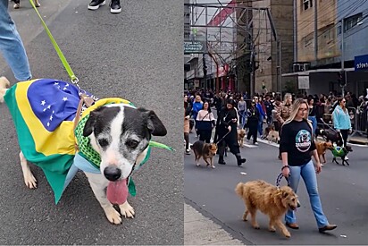 Cães disponíveis para adoção emocionam no desfile de 7 de Setembro e dão visibilidade à causa animal.
