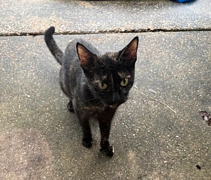 A mamãe gata fez o que precisava para salvar seus filhotes.