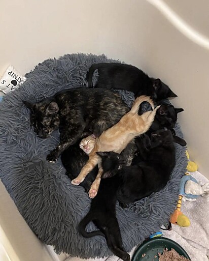 A felina está aprendendo a confiar na sua salvadora.