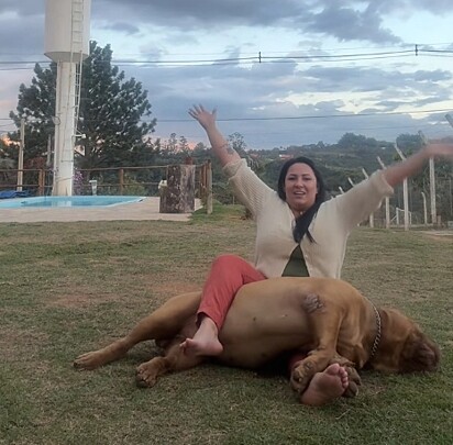 O cão, um american bully enorme, mostrou que possui um talento incrível para atuar.