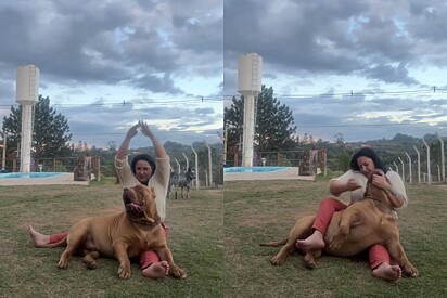 Eu não esperava que ele fosse fazer isso: Cachorro gigante leva brincadeira sério demais e surpreende web