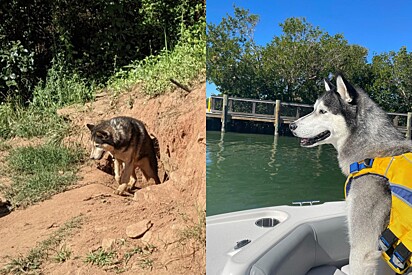 Husky lindo abandonado sob sol e tempestades muda completamente ao encontrar casal disposto a amá-lo