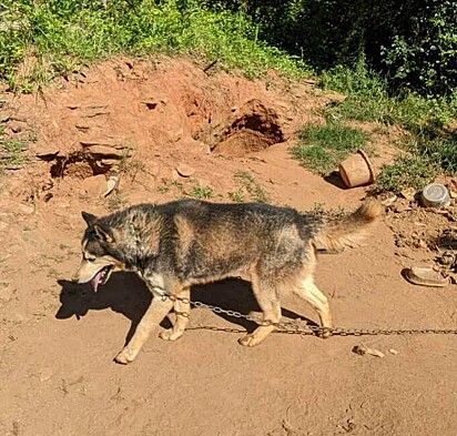O cão vivia sem abrigo e água.