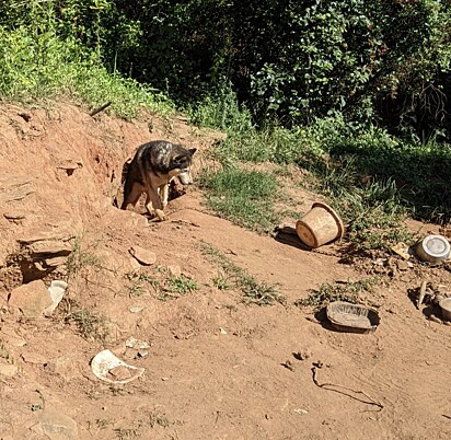 Apesar da negligência sofrida ele ainda confiava em humanos.