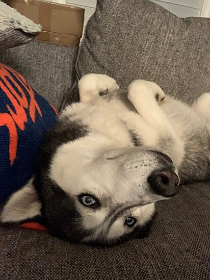 Shadow ganhou uma vida repleta de amor e qualidade.