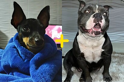 Pinscher cruza com american bully e aparência do filhote dá o que falar online.