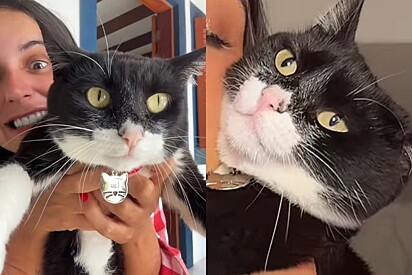 Jovem que sempre se disse cachorreira explica por que virou a maior defensora dos gatos