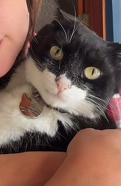 Lua, uma gata frajola.