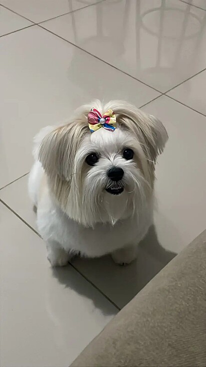 A cachorrinha que era da filha, mas a mãe não deixou ela levar. 