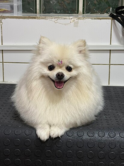 A cachorrinha da internauta Carolina que mora com os avós.