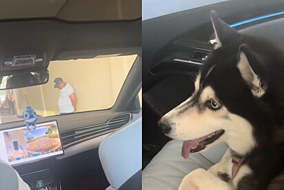 Filho leva cachorro da casa do pai para morar com ele e vê senhor chorar copiosamente: O cachorro é do vovô