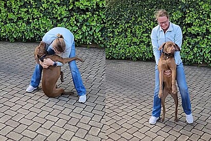 Donut, o cachorro, vira um peso morto na hora de ir embora da casa da vovó. 