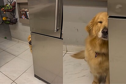 Golden retriever se finge de invisível para não ouvir bronca do tutor após revirar a lata de lixo.