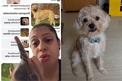 Após ida a pracinha, mulher é informada que seu cachorro fiapo de manga é de raça pouco conhecida.