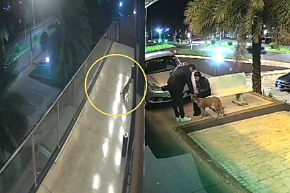 A cachorrinha apareceu na porta de um restaurante.