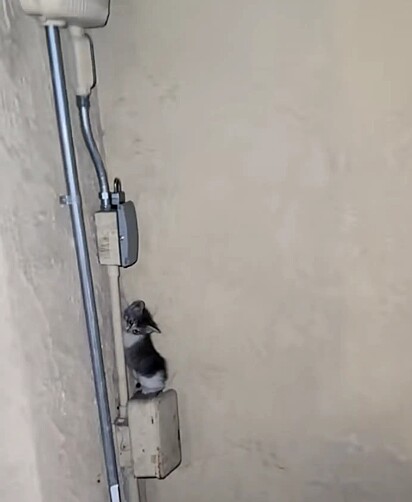 O filhote de gato estava em cima de uma caixa elétrica.