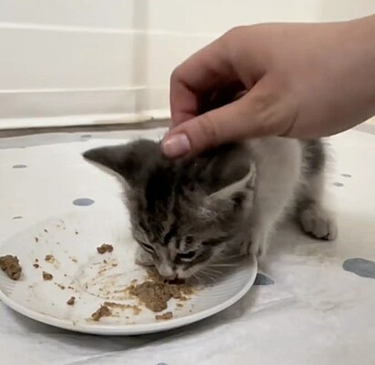 Siena cuidou da gatinha.