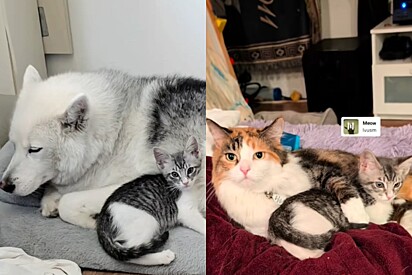 A gatinha se adaptou muito rápido ao novo lar.