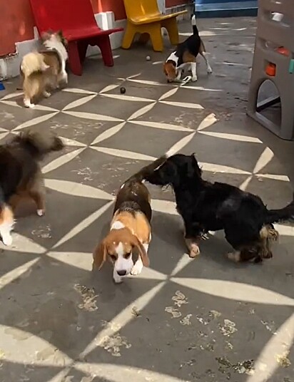 Os cães têm uma rotina enriquecedora na creche.