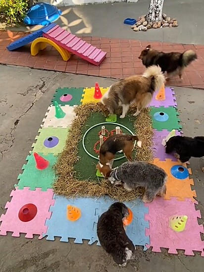 Os cães passam um dia divertido e cheio de atividades que estimulam tanto o corpo quanto a mente, garantindo bem-estar, socialização e muito carinho.