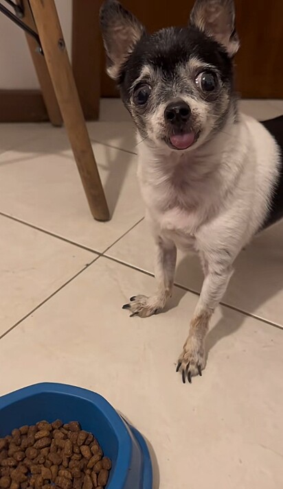 Em frente ao prato de ração, Bruno, o cão chihuahua, exige um ritual antes de comer.