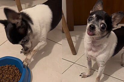 Conheça Bruno, o chihuahua ‘milenar’ com hidrocefalia que só come depois de um ritual