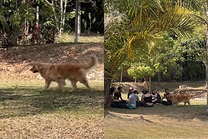 Golden retriever pura simpatia abandona donos em parque para fazer amizade com desconhecidos.