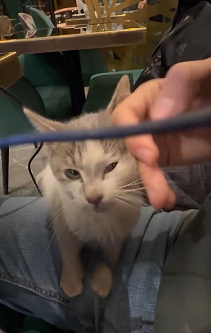 Na cafeteria, o gatinho pulava no colo de todo mundo. 