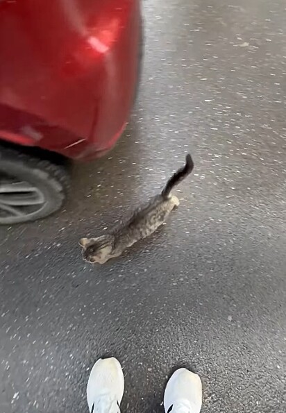 Dias depois, ele encontrou outra gatinha na chuva.