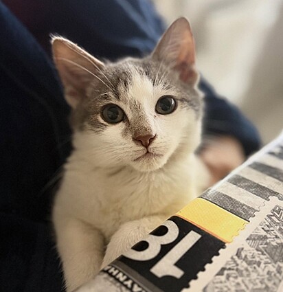 Yassine levou o gatinho para casa, como lar temporário.