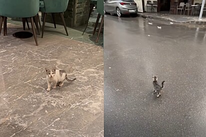 Em dia chuvoso, rapaz encontra gatinho pedindo ajuda; Dias depois, situação se repete