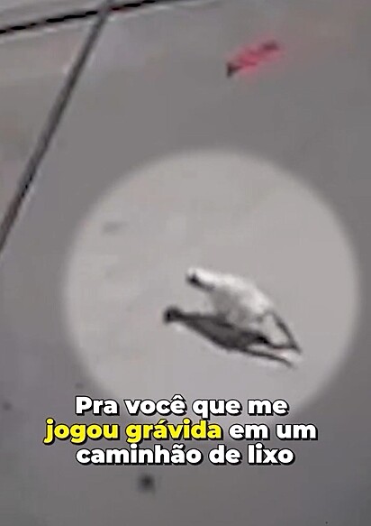A gatinha conseguiu escapar do seu destino trágico.