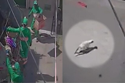 Gata grávida que foi jogada em caminhão do lixo consegue sobreviver e encontra paz para ter seus bebês.