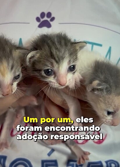 A gatinha deu à luz três filhotes lindos e saudáveis.
