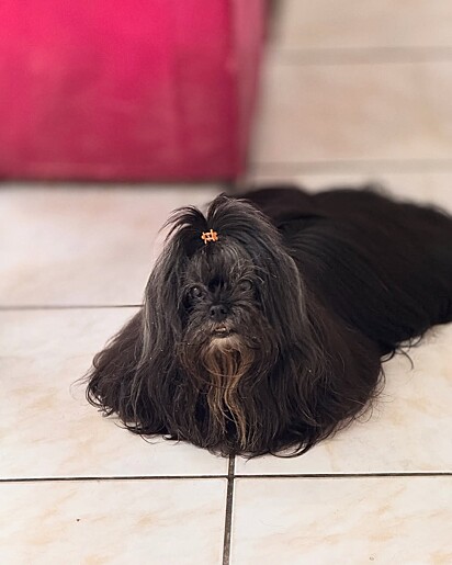 A cachorrinha Marry.