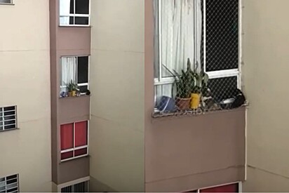 Vizinhos se revoltam ao ver 2 cães filhotes presos para o lado de fora da janela e protetora toma atitude.
