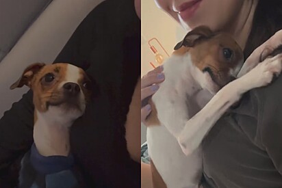 Chiquinho é um cãozinho dengoso.