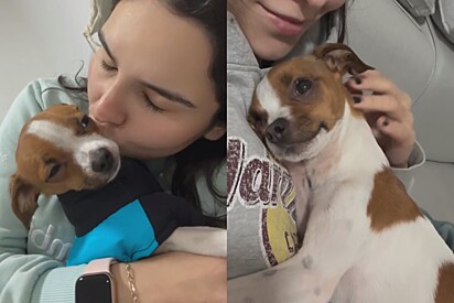 É da raça dengo: Tutora mostra como seu cachorro se comporta e acaba descobrindo nova raça de cachorros