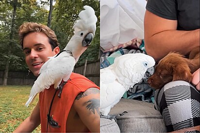 Tutor teme que cacatua sinta ciúmes de filhote recém-adotado — então presencia a amizade mais linda florescer.