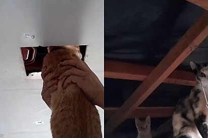 Família descobre inquilinos secretos vivendo no teto após missão inesperada de gato laranja